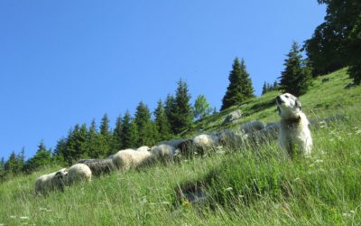 Des nouvelles de l&rsquo;agriculture !