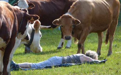 Restitution de la démarche « Gestion partagée »