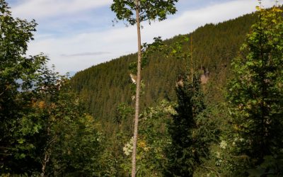 Laval-en-Belledonne – Chantier Sylv’ACCTES×ONF