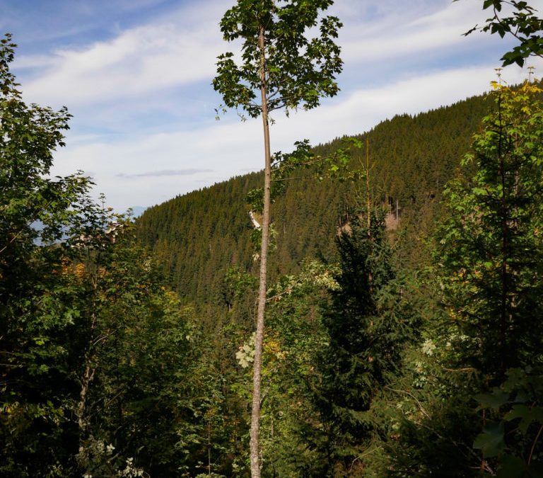 Laval-en-Belledonne – Chantier Sylv’ACCTES×ONF