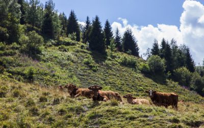 Le lancement du projet « Maintien des Espaces Ouverts et du potentiel agricole en Belledonne »