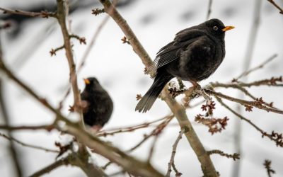 Chantier participatif : Plantation de haie
