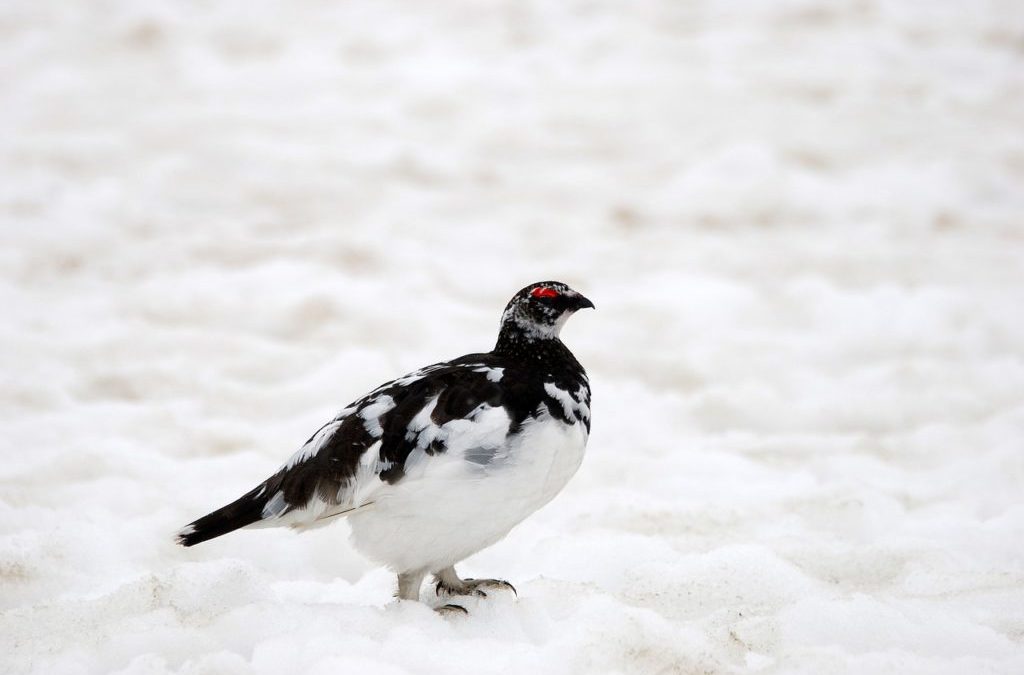 CVB – Premiers résultats