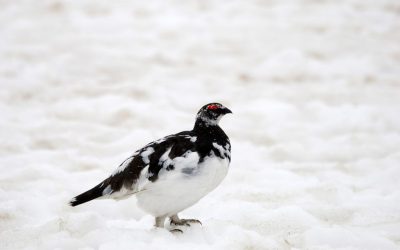 CVB – Premiers résultats