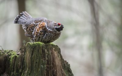 Ateliers « Responsabilité biologique » en Belledonne