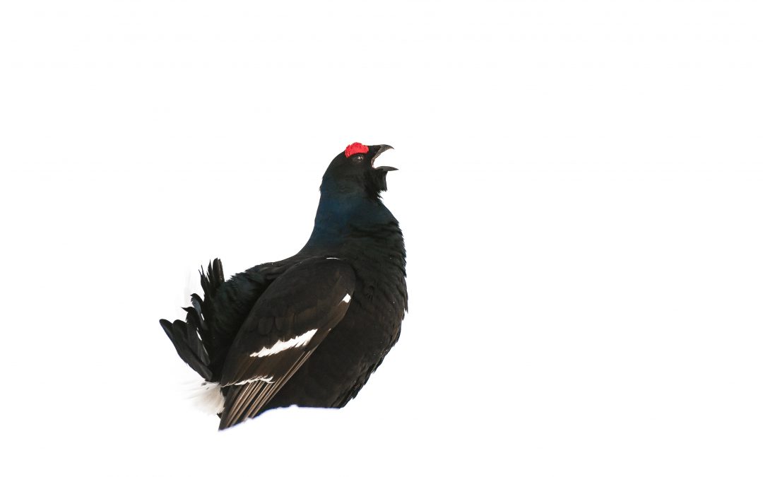 Le Contrat Vert et Bleu Belledonne (CVB)